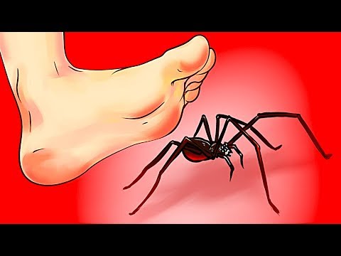 Что делать, если вы увидели паука