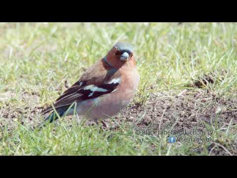 Žubīte / Chaffinch Fringilla coelebs | Latvijas putni / Latvian birds