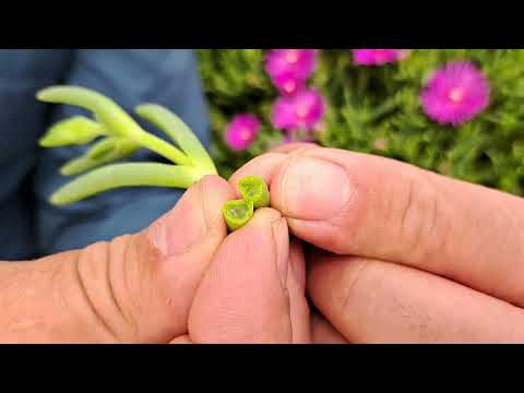 Botanikus a konyhában - 357. kristályvirág