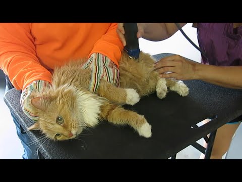 When to Stop Grooming a Matted Cat