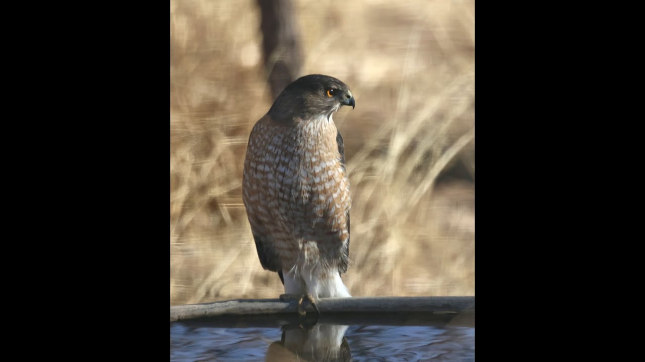 Water tank along the creek. Birding Chiricahua mountains south eastern Arizona.