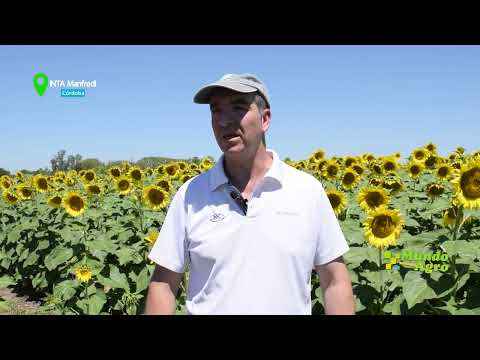 🟧🌻Jornada de Girasol-Inta Manfredi: NK 3949 CL, el nuevo salto genético del rendimiento del girasol.