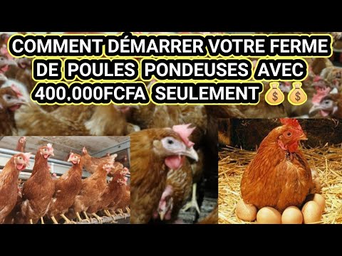 , title : 'COMMENT DÉMARRER VOTRE FERME DE POULES PONDEUSES AVEC 400.000FCFA SEULEMENT 💰💰'