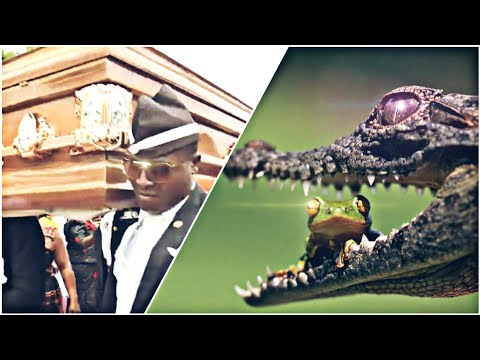 Funniest ANIMAL FIGHTS⚰ COFFIN DANCE MEME #8