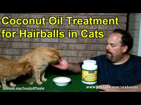 Natural Hairball Remedy Treatment for Cats