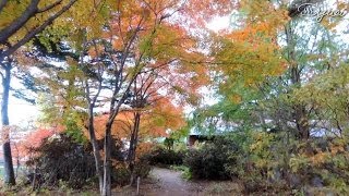 preview picture of video '紅葉散歩 道の駅 草津運動茶屋公園'