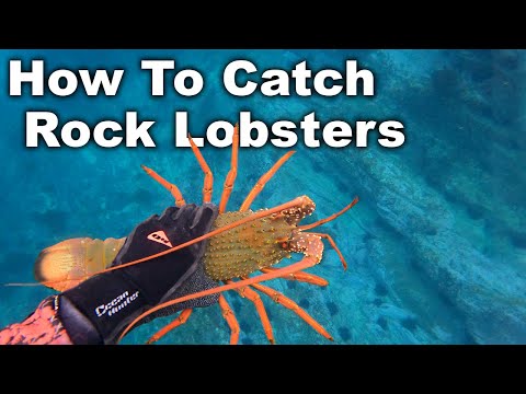 , title : 'How to Catch Lobsters Whilst Spearfishing (10 Mins of Catching Crays in 4K)'