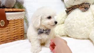 ビションフリーゼの動画01