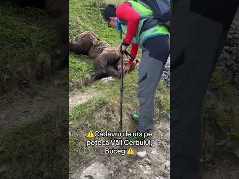 Urs mort in Bucegi #mountains #bear
