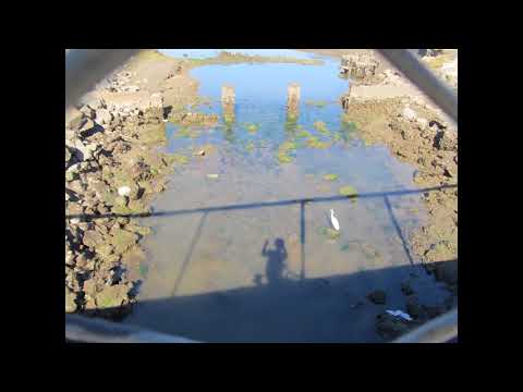 Beatrice di Tenda act II trio: Angiol di pace (Vienna 1992)