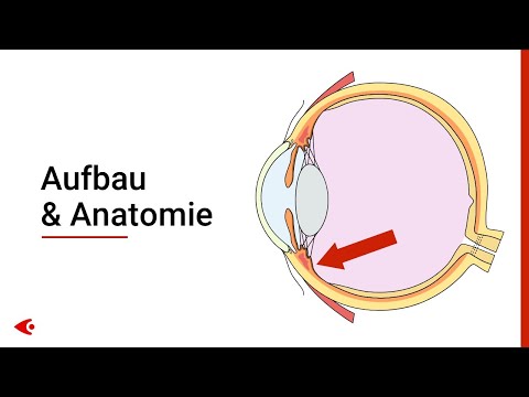 Das Auge - Aufbau und Anatomie