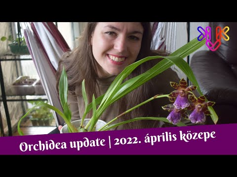 , title : 'Áprilisi orchidea update | Virágzó zygopetalum, dendrobium kingianum és papucsorchidea növekedés'