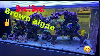 How we dealt with Ugly Brown slime algae!