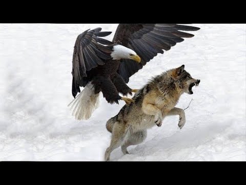 The 9 Deadliest Eagle Attacks in the World