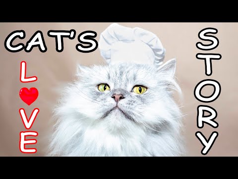 CAT'S LOVE STORY  || EPISODE 2 || The Savitsky Cats