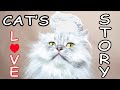 CAT S LOVE STORY EPISODE 2 The Savitsky Cats