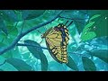 For Eternity ORGINAL SONG R M Lo Fi Challenge Lofi Anime Lovestory Song