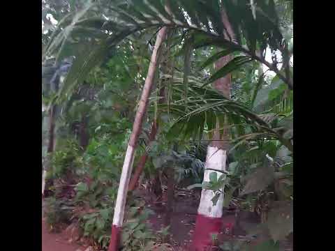 @ Anjarle @ Ketaki ⛱️ resort