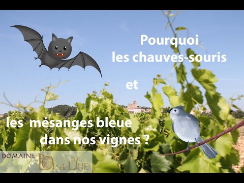Pourquoi installer des nichoirs à mésanges bleue et des gîtes à chauves-souris dans ses vignes ?