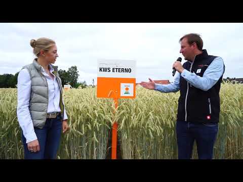 Hybridroggen mit PollenPlus 2019