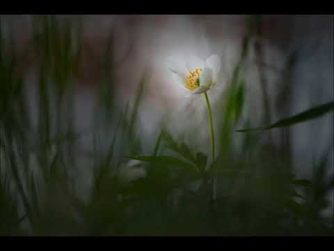 L'Arc~en~Ciel | Sell my soul | lyrics + vietsub