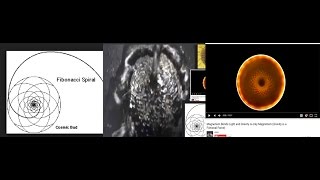 Water Rotates in The Fibonacci Sequence- Same as Magnetism