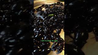 🪲Would Eat Bugs for Dinner?  In the Mekong Delta-Vietnam, Cambodia, Thailand bugs are a snack