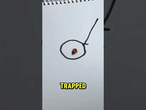 Nobody Expected This Ladybug’s Next Move‼️ 😳🐞