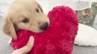 ゴールデンレトリバーの動画02