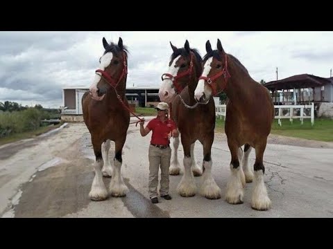 Vous avez besoin de vous amuser ? Regardez ces vidéos de chevaux drôles et mignons - les chevaux les plus drôles
