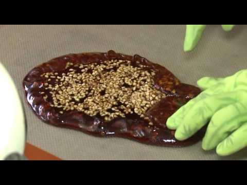 Wie werden Bonbons gemacht? Anneke ter Veen knetet Karamel