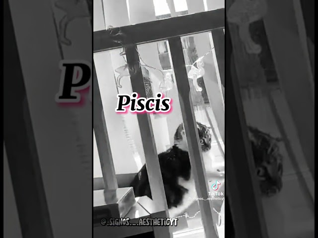 Vídeo relacionado con Gráfico divertido para amantes de los gatos de Escorpio Cat In My Villain Era Camiseta