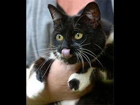 Sybil the cat at Number 10