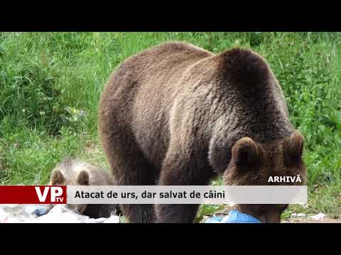 Atacat de urs, dar salvat de câini