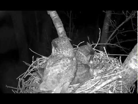 Charlo MT 2017 03 18 10:30pm MDT Dad delivers prey to Mom