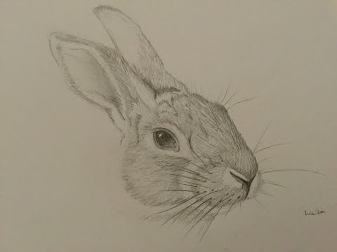 how to draw a rabbit