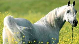 Vicente Fernandez....Caballo Bayo