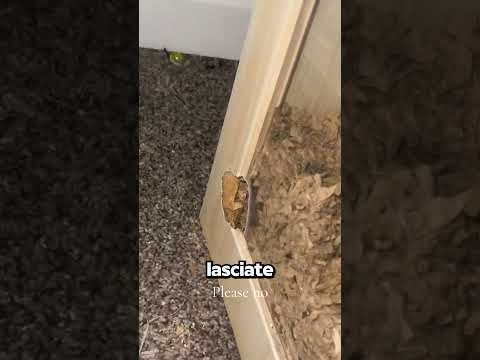 Pensava Fosse Scappato, Poi Ha Visto QUESTO!🤯