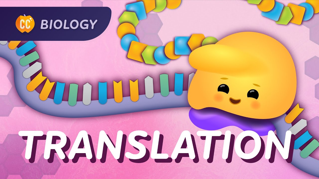 Translation: How RNA Gets Translated into Protein Power: Crash Course Biology #35