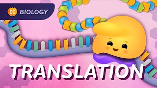 How RNA gets translated into protein power: Crash Course Biology #35