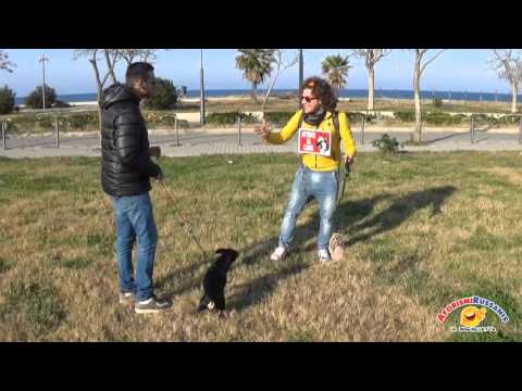 Gli Aforismi - Il cane interista