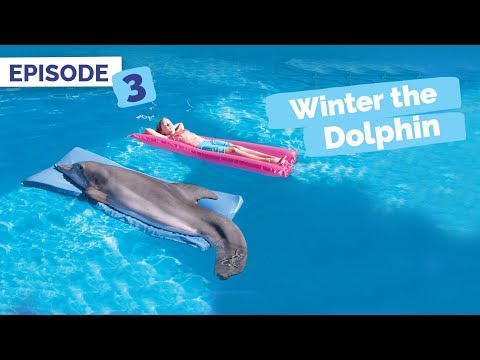 Dolphin Tale Memories - Winter the Dolphin: Saving Winter - Episode 3