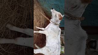 Download lagu #goo Mata ki sarir me chikenfox #Mere baba# Bahat kasta me he.. mp3