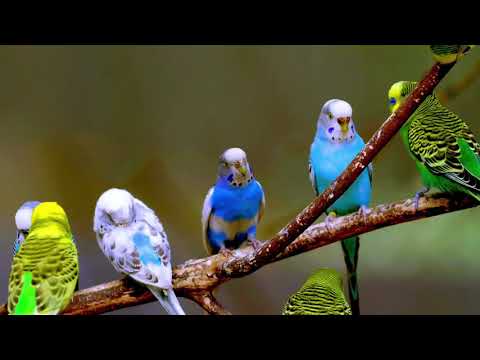 Budgie Sounds (5 Hours)