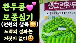 완두콩 모종심기???? 천원의 행복 ???? 노력의 결과는 거짓이 없다????