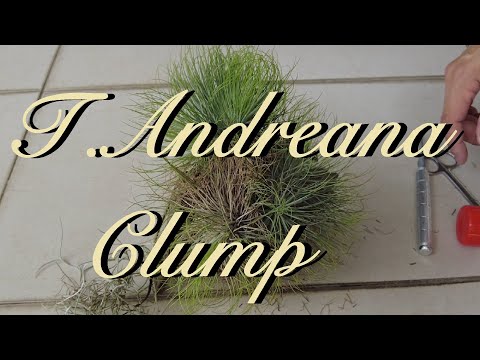 Tillandsia Andreana Clump | Core Rot？ | 烂心?