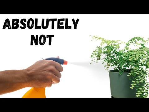 I Wish I Knew These Maidenhair Fern Facts Years Ago