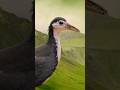 White-breasted waterhen sound |white breasted waterhen #bird
