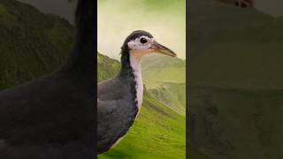 Download lagu White-breasted waterhen sound |white breasted waterhen #bird mp3