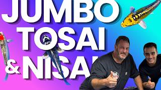 JUMBO Tosai and Nisai - Do NOT Miss Tonight's Auction!